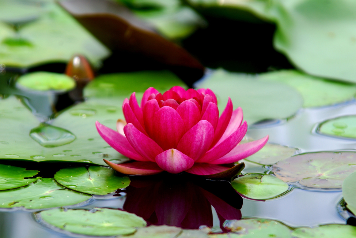 Lotus Flower on Lily Pads